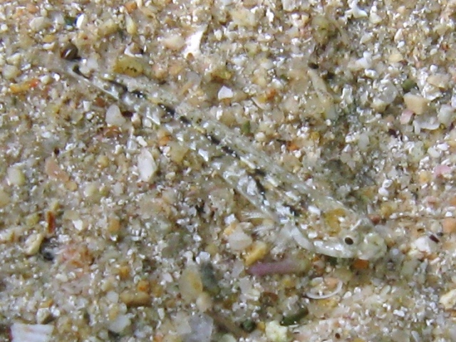 Pomatoschistus bathi